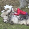 Yak und Yak-Züchterin