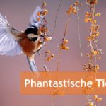 Phantastische Tierwelt Banner Vogel an Beeren