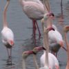 Flamingos im Wasser