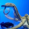 Oktopus mit Glas