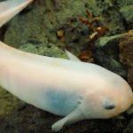 Axolotl