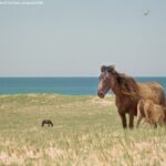 Filmstill Geografie od Solitude, Regie: Jacquelyn Mills