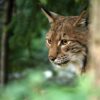 Filmstill der Wilde Wald