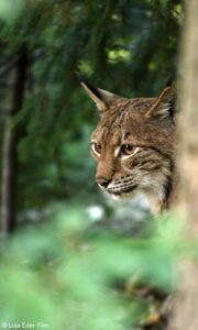 Filmstill der Wilde Wald