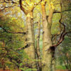 Filmstill WAS IST WILDNISS. Man sieht Bäume und buntes Laub in einem Wald. © Nautilusfilm