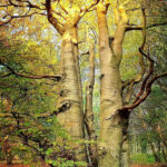 Filmstill WAS IST WILDNISS. Man sieht Bäume und buntes Laub in einem Wald. © Nautilusfilm