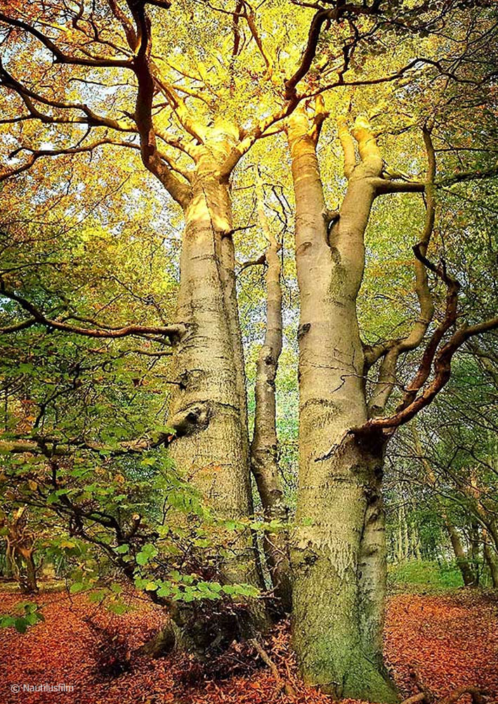 Filmstill WAS IST WILDNISS. Man sieht Bäume und buntes Laub in einem Wald. © Nautilusfilm