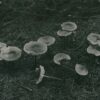 Filmstill Pilze Die Toten Vögel sind Oben