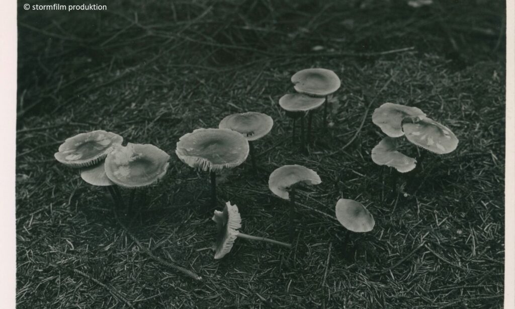 Filmstill Pilze Die Toten Vögel sind Oben