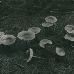 Filmstill Pilze Die Toten Vögel sind Oben