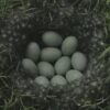 Filmstill Eier Die Toten Vögel sind Oben