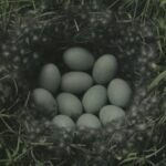 Filmstill Eier Die Toten Vögel sind Oben