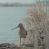 Die toten Vögel sind Oben