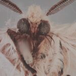 Die toten Vögel sind Oben