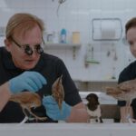 Die toten Vögel sind Oben