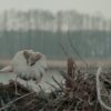 Filmstill Die toten Vögel sind Oben (Kampfläufer)
