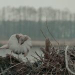 Filmstill Die toten Vögel sind Oben (Kampfläufer)