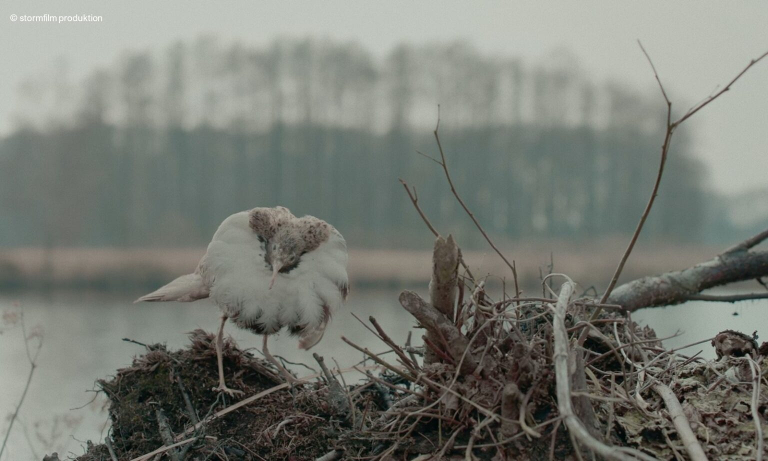 Filmstill Die toten Vögel sind Oben (Kampfläufer)