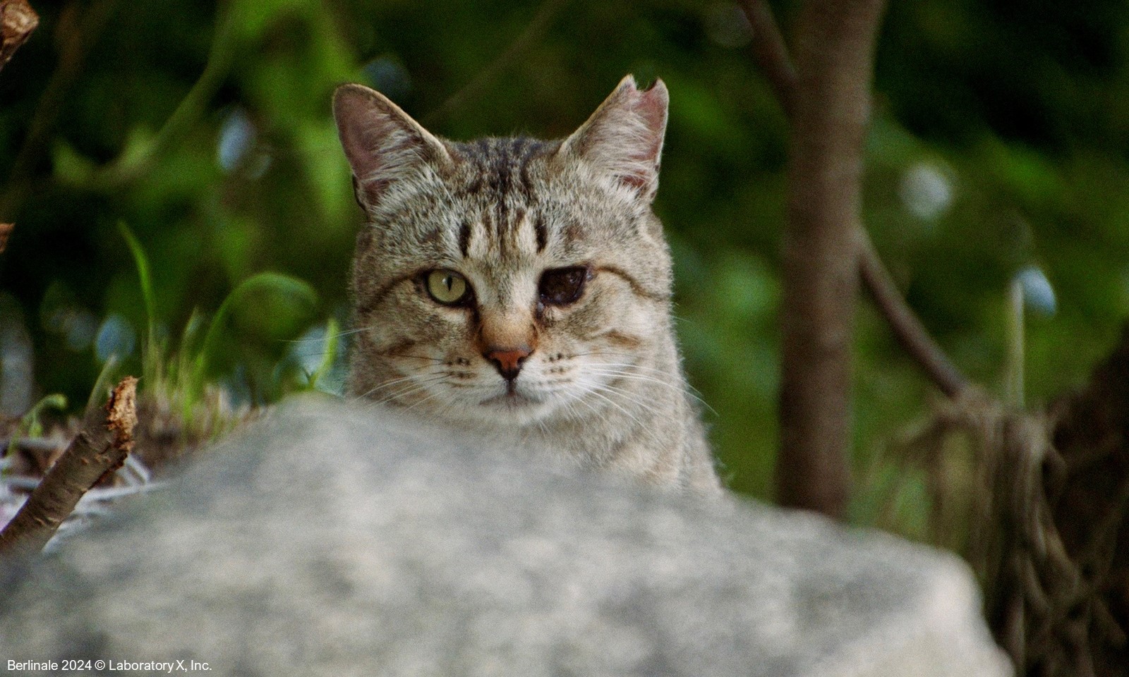 Filmstill aus GOKOGU NO NEKO, Berlinale 2024